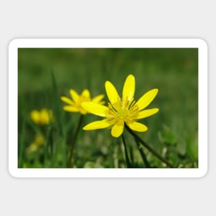 Lesser Celandine on the level Sticker